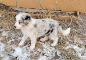 Foto №2 zu Ankündigung № 165555 zu verkaufen border collie - einkaufen Großbritannien quotient 	ankündigung, züchter