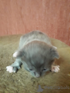 Foto №3. Kätzchen zu verkaufen, 1 Monat alt, von einer Scottish Fold. Russische Föderation