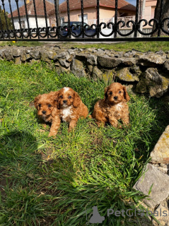 Foto №2 zu Ankündigung № 103851 zu verkaufen cavalier king charles spaniel - einkaufen Serbien züchter