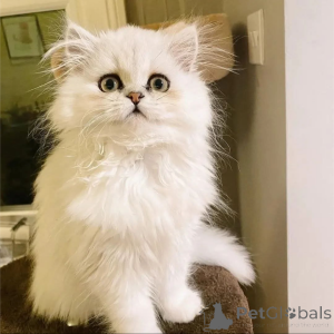 Foto №1.  - zum Verkauf in der Stadt Amsterdam | Frei | Ankündigung № 162000