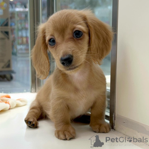 Foto №2 zu Ankündigung № 155816 zu verkaufen dackel - einkaufen Deutschland züchter