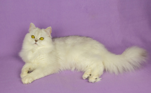 Zusätzliche Fotos: Schottische silberne pelzige Katze