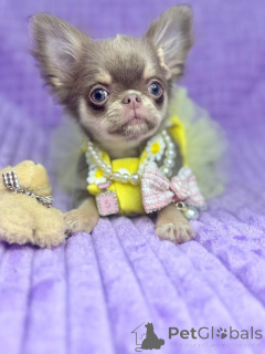 Foto №1. chihuahua - zum Verkauf in der Stadt Berlin | verhandelt | Ankündigung № 159134