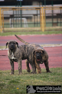 Foto №3. Presa Canario Hund Canary Welpen. Serbien