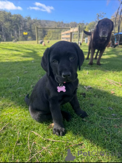 Foto №1. labrador retriever - zum Verkauf in der Stadt Dielsdorf | verhandelt | Ankündigung № 171690