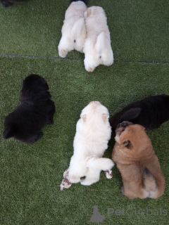 Foto №4. Ich werde verkaufen chow-chow in der Stadt Wald. quotient 	ankündigung, züchter - preis - 650€
