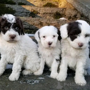 Foto №1. cão de água português - zum Verkauf in der Stadt Porto | 500€ | Ankündigung № 137946