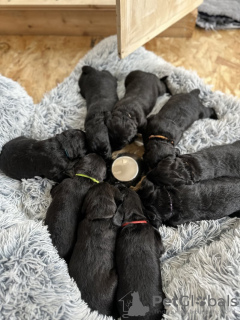 Foto №3. Schwarze Labradoodle-Welpen zum Kauf. Niederlande