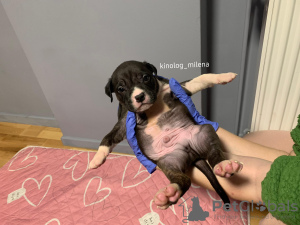 Foto №3. American Bully XL Welpe. Serbien