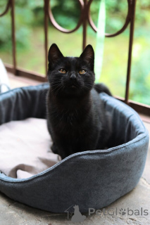 Foto №1.  - zum Verkauf in der Stadt Moskwa | Frei | Ankündigung № 154411