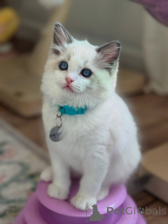 Foto №3. Gesunde reinrassige Ragdoll-Kätzchen, die bereit sind, ihr Zuhause für immer zu. Niederlande