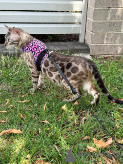 Foto №2 zu Ankündigung № 152642 zu verkaufen bengal katzenrasse - einkaufen Schweiz quotient 	ankündigung