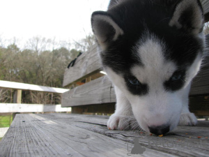 Foto №2 zu Ankündigung № 137550 zu verkaufen dobermann - einkaufen Schweiz quotient 	ankündigung