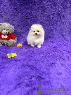 Foto №3. Pommersches Spitzmädchen. Belgien