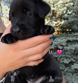 Foto №1. labrador retriever - zum Verkauf in der Stadt Straßburg | verhandelt | Ankündigung № 178544