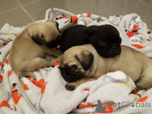 Foto №2 zu Ankündigung № 135289 zu verkaufen  - einkaufen Malta 