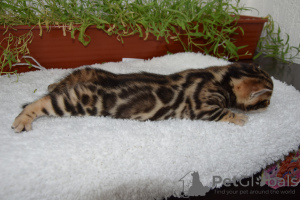 Zusätzliche Fotos: Wunderschöne Bengalkatzen.