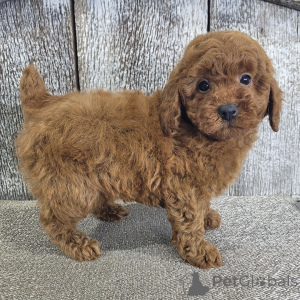 Foto №4. Ich werde verkaufen pudel (toy) in der Stadt Frankfurt. quotient 	ankündigung - preis - verhandelt