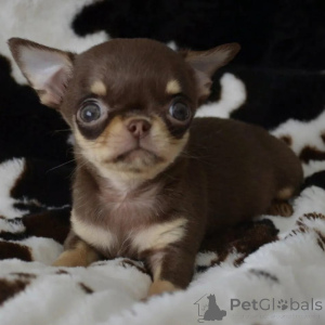 Foto №3. Wunderschöne Chihuahua-Welpen suchen ein liebevolles neues Zuhause. Deutschland