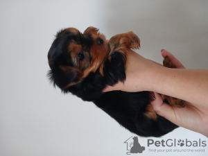 Foto №2 zu Ankündigung № 129553 zu verkaufen yorkshire terrier - einkaufen Slowakei quotient 	ankündigung