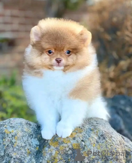 Foto №3. Toilette ausgebildet Yorkshire Terrier. Niederlande