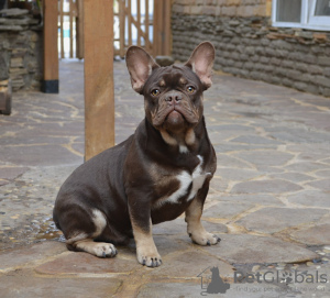 Foto №1. französische bulldogge - zum Verkauf in der Stadt Gomel | Frei | Ankündigung № 13709
