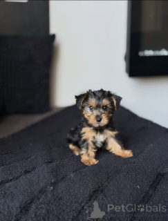 Foto №2 zu Ankündigung № 176121 zu verkaufen biewer terrier - einkaufen USA züchter