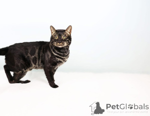 Foto №1.  - zum Verkauf in der Stadt WELS | 750€ | Ankündigung № 153408