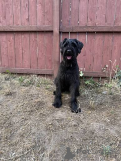 Foto №2 zu Ankündigung № 172795 zu verkaufen schnauzer - einkaufen Ungarn 