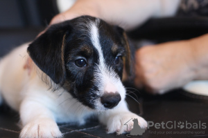 Foto №4. Ich werde verkaufen jack russell terrier in der Stadt St. Petersburg. vom kindergarten - preis - verhandelt