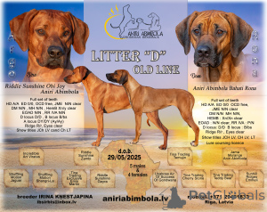 Foto №1. rhodesian ridgeback - zum Verkauf in der Stadt Riga | 1500€ | Ankündigung № 146124