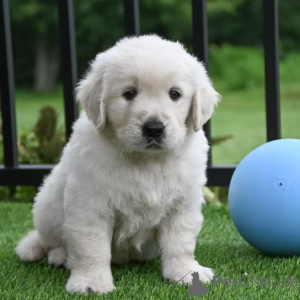 Foto №1. golden retriever - zum Verkauf in der Stadt Manchester | 1000€ | Ankündigung № 165700