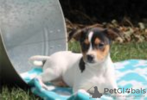 Foto №2 zu Ankündigung № 126933 zu verkaufen smooth fox terrier - einkaufen Deutschland quotient 	ankündigung