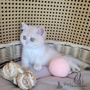 Foto №3. Männliche und weibliche schottische Kätzchen zur Adoption. Niederlande