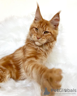 Foto №2 zu Ankündigung № 103254 zu verkaufen maine-coon-katze - einkaufen USA züchter