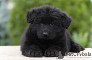 Foto №1. deutscher schäferhund - zum Verkauf in der Stadt Tscheljabinsk | verhandelt | Ankündigung № 126833