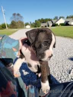 Foto №3. Indos cachorros Boxer für den Verkauf. Portugal