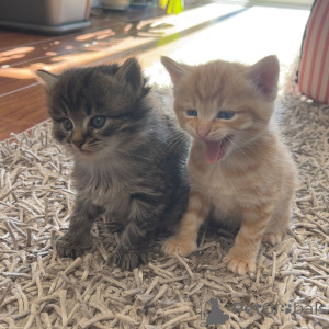 Foto №1. maine-coon-katze - zum Verkauf in der Stadt Murau | 385€ | Ankündigung № 144497