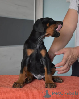 Foto №2 zu Ankündigung № 163826 zu verkaufen dobermann - einkaufen Polen züchter