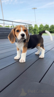 Foto №1. beagle - zum Verkauf in der Stadt Nyor | verhandelt | Ankündigung № 168399