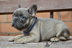 Foto №4. Ich werde verkaufen französische bulldogge in der Stadt Minsk. züchter - preis - verhandelt