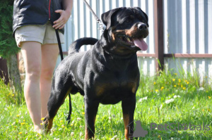 Foto №2 zu Ankündigung № 42474 zu verkaufen rottweiler - einkaufen Weißrussland vom kindergarten