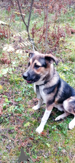 Foto №4. Ich werde verkaufen mischlingshund in der Stadt Moskwa. quotient 	ankündigung - preis - Frei