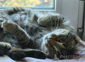 Foto №1.  - zum Verkauf in der Stadt Chimki | Frei | Ankündigung № 156956