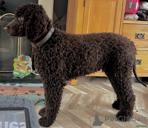 Foto №2 zu Ankündigung № 175730 zu verkaufen irish water spaniel - einkaufen Deutschland quotient 	ankündigung