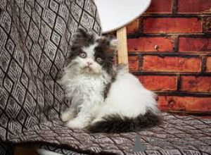 Foto №2 zu Ankündigung № 164262 zu verkaufen selkirk rex shorthair - einkaufen Belgien quotient 	ankündigung, züchter