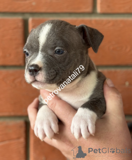 Foto №2 zu Ankündigung № 146123 zu verkaufen american bully - einkaufen Russische Föderation züchter