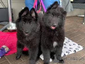 Foto №1. groenendael - zum Verkauf in der Stadt Brüssel | 1000€ | Ankündigung № 162417