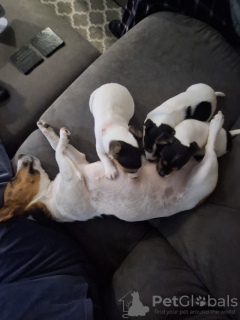 Foto №2 zu Ankündigung № 131274 zu verkaufen jack russell terrier - einkaufen Norwegen quotient 	ankündigung