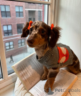 Foto №2 zu Ankündigung № 164011 zu verkaufen dackel - einkaufen Finnland quotient 	ankündigung, aus dem tierheim